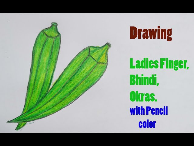 Hand Drawn Of Fresh Okra Plant On White Background Stock Illustration -  Download Image Now - Okra, Flower, Illustration - iStock